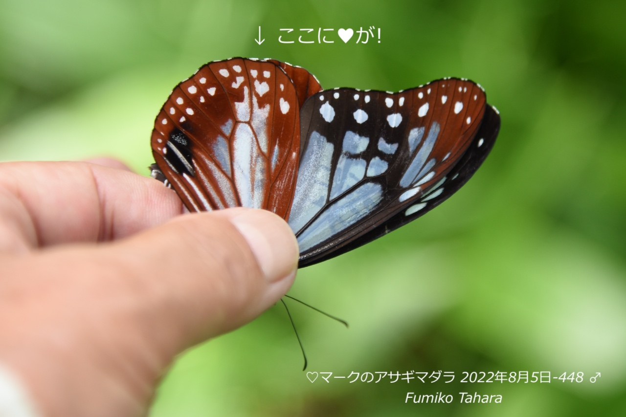 アサギマダラの ♡ ハートマーク ♡ - アサギマダラの会・ブログ